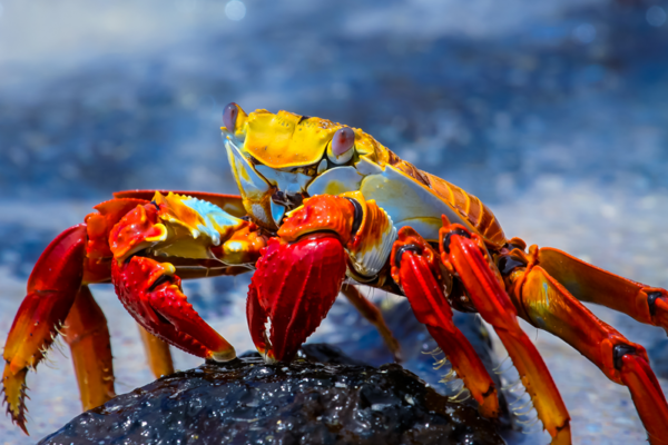 Sally Lightfoot Crab