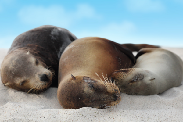 Sea Lions