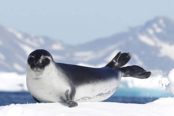 Seal