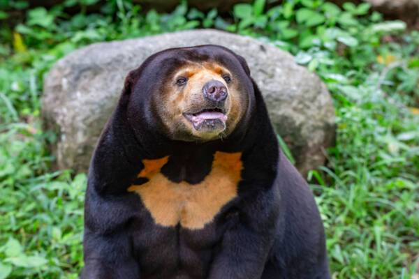 Sun bear