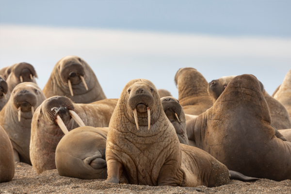 Walrus