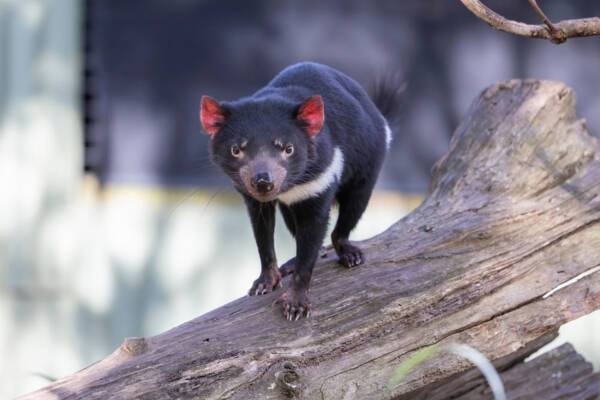 Tasmanian Devil
