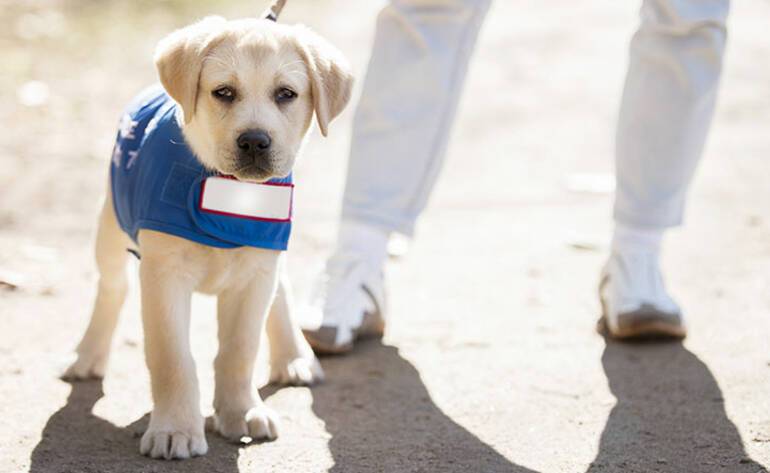 dogs on cruise lines