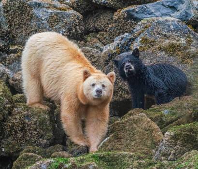 Great Bear Rainforest