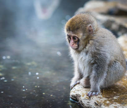 Snow monkeys