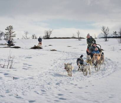 Hurtigruten dog sledding