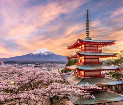 Tokyo Cherry Blossom
