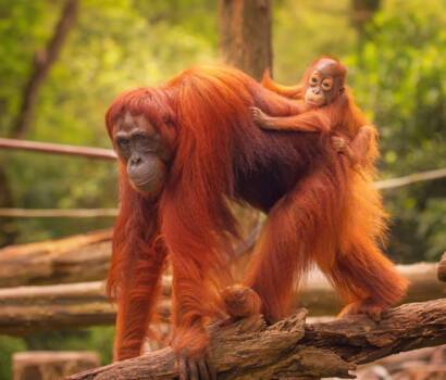 Borneo