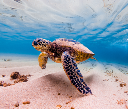 Hawaii Turtle