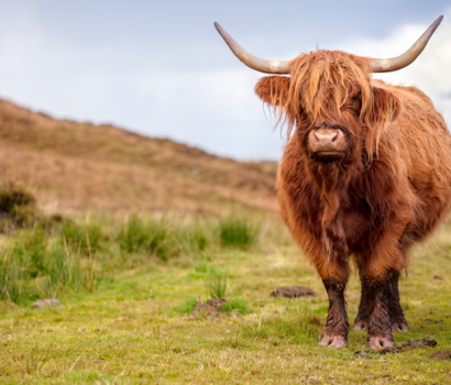 Scotland