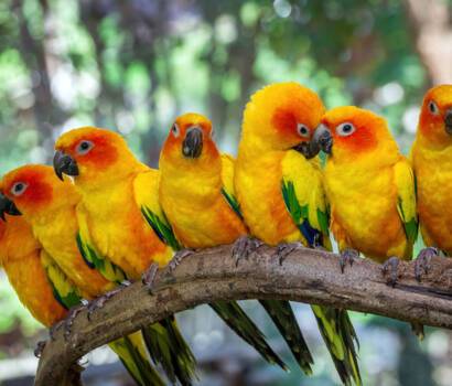 Amazon Parrots