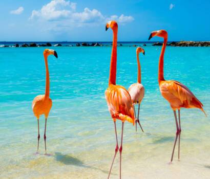 Aruba Flamingo