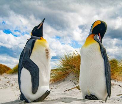 Falkland Islands