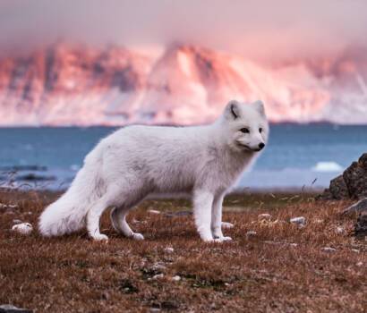 Hurtigruten