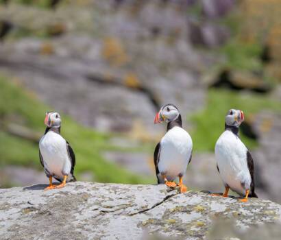 Puffin