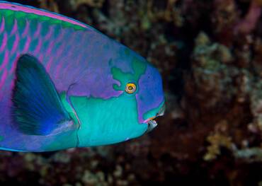 Indian Ocean Parrotfish